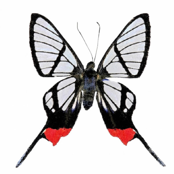 Chorinea Octauius A1 - Perú