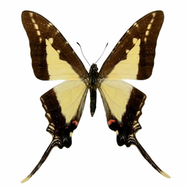 Eurytidis Dioxippus A1 - Perú