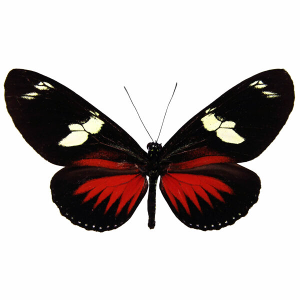 Heliconius Doris A1 – Perú