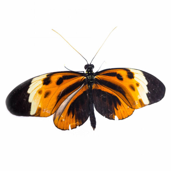 Heliconius Numata A1 – Perú