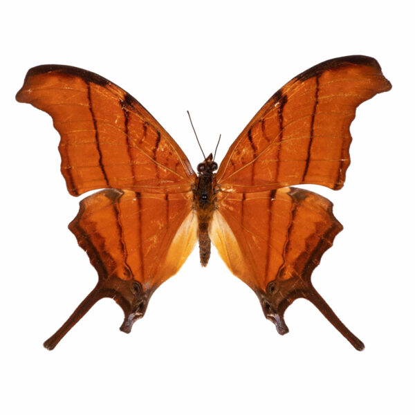 Marpesia Petreus A1 - Perú