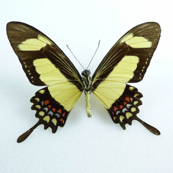 Papilio Torquatus A1 - Perú