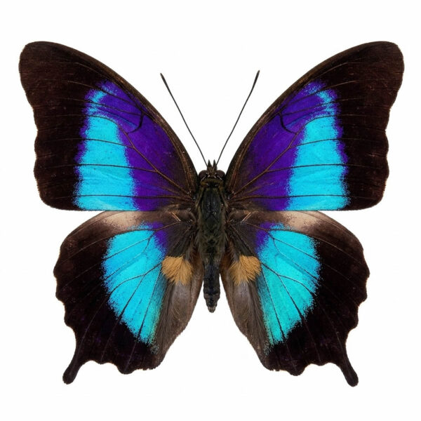 Prepona Omphale A1 - Perú