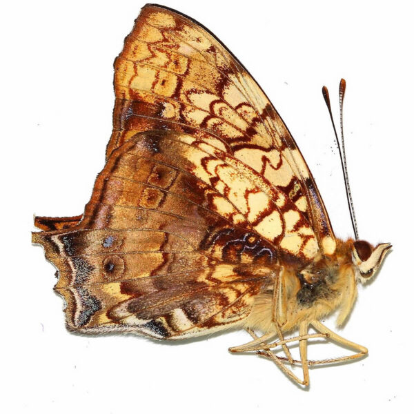 Hypanartia Lethe Lethe A1 - Perú