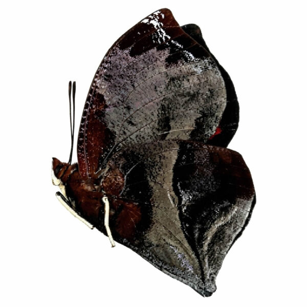 Sidrona Galanthis A1 - Perú