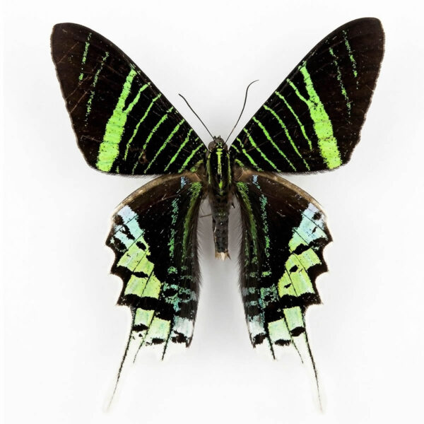 Urania Leilus A1 - Perú